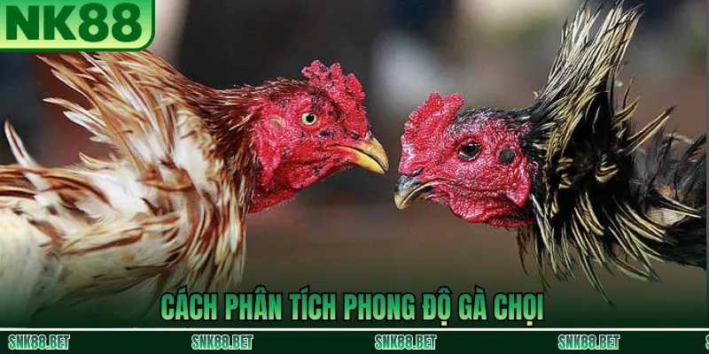 Phân Tích Ngoại Hình Gà Đá