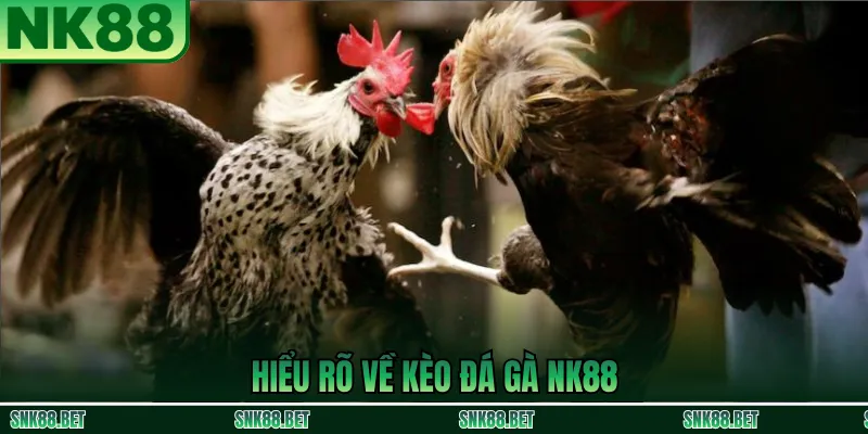 Hiểu Đúng Về Kèo Đá Gà NK88
