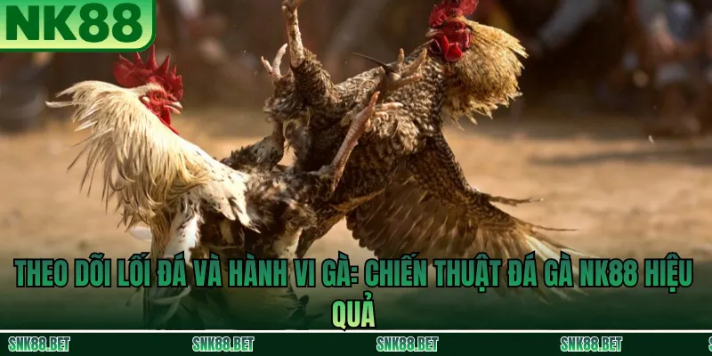 Tránh Những Sai Lầm Phổ Biến Khi Đá Gà NK88