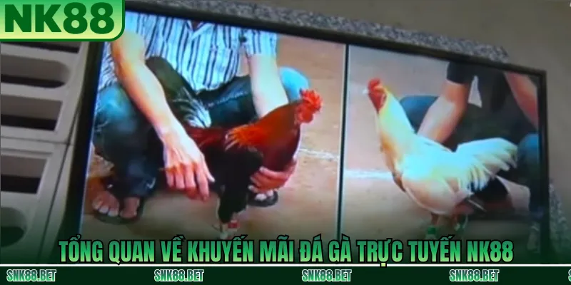 Tổng quan đá gà trực tuyến tại NK88