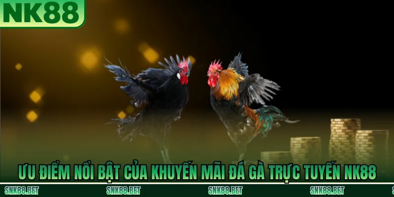 Điều Kiện Áp Dụng Khuyến Mãi Đá Gà Trực Tuyến NK88